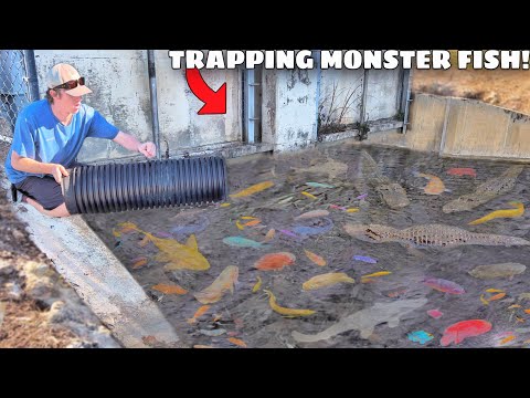 24 HOUR Fish Trap Catches MONSTER AQUARIUM FISH!