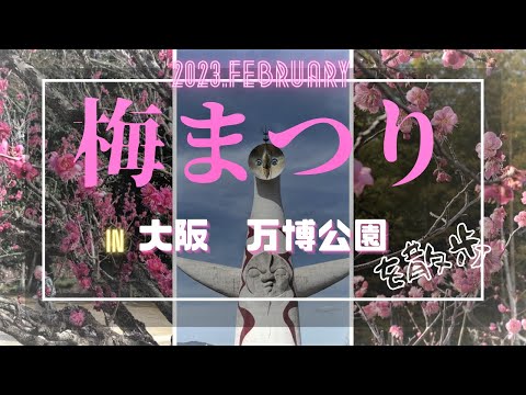 【大阪散策】万博公園🌸梅まつり🌸　　2月の万博公園で梅を観ながら🚶‍♂️散歩🚶したよ！