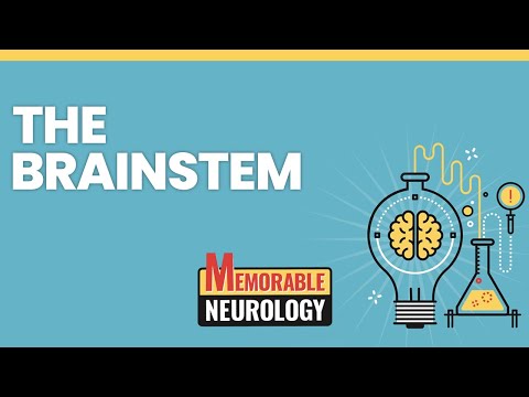 Brainstem (Midbrain, Pons, and Medulla) Mnemonics (Memorable Neurology Lecture 7)