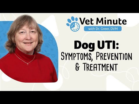 Vet Minute: Dog Urinary Tract Infection and Bladder Infection in Dogs