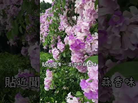 2023蒜香藤花滿開中｜請把握這週來賞花|泰山楓樹河濱公園