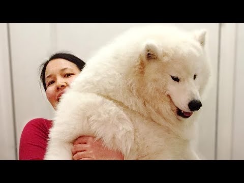 Owner Treating Dog Like a Baby Compilation