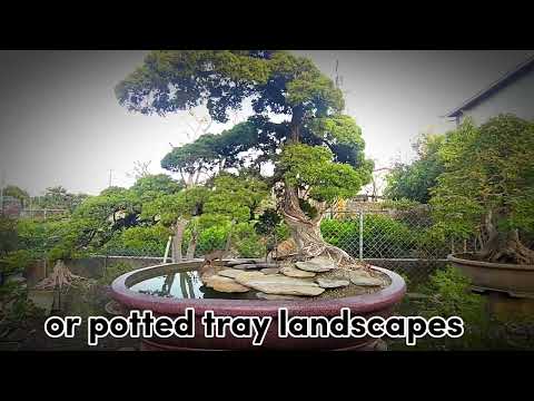 what is the co.plex art of penjing the father of bonsai