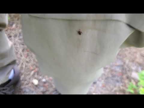 American Dog Tick vs Lone Star Tick Part 1