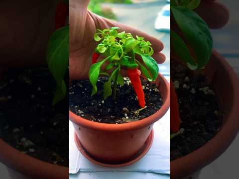 Chill #harvesting #gardening