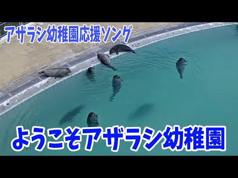 「ようこそアザラシ幼稚園」応援ソング・ファンソング Zeehonden centrum Pieterburen公認