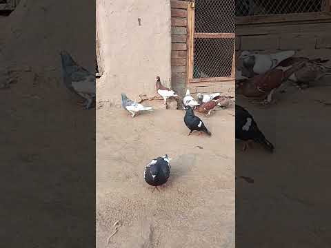 #gangstersong #tutionbadamashika #slowedandreverb #pigeon #pigeonpigeon #bird #pigeonbreeds