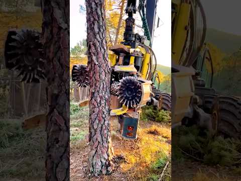 The machine that destroys forests in just 24 hours. #chainsawcuttingtreemachines #chainsawmachin