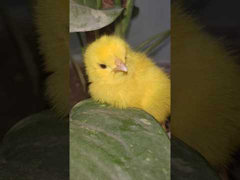 Cute and beautiful chicks - Smallest chick chirping - Baby chicken sound #shorts #trending