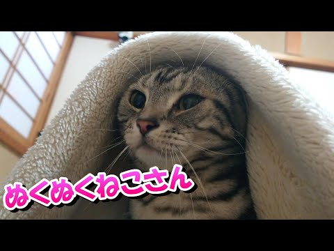 ねこさんの冬はぬくぬく～（アメリカンショートヘア）