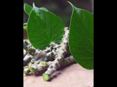 how to control protin leakage #by ramdev baba#ytshorts