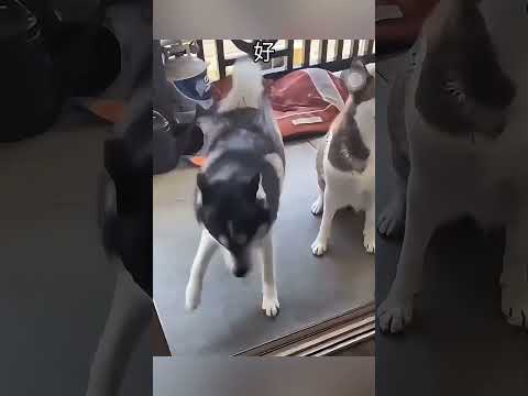 この犬はチベットダンスが踊れる。This dog can dance Tibetan dance. 这只狗会跳藏族舞。