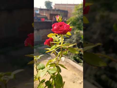 Rose Status 💖|| Love Status 💖|| Romantic Song Status 💖 || Flower Status💖#shorts #lovestatus #status