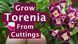 Growing Torenia From Cuttings, Torenia Plant Propagation