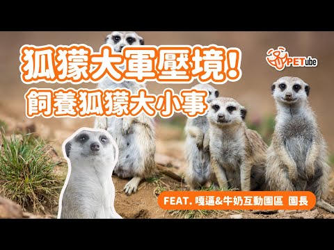 狐獴大軍壓境！飼養狐獴大小事 Feat.嘎逼＆牛奶互動園區 【寵物知識+】｜#哈寵PETube 第256集