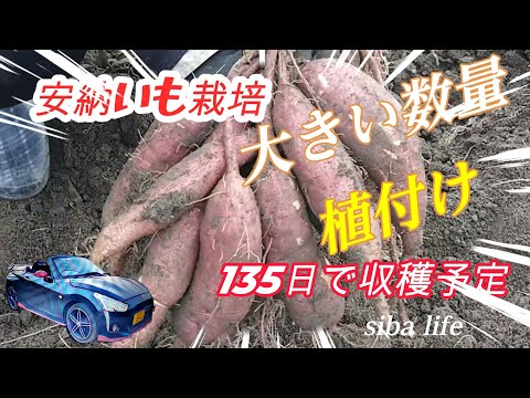 【さつまいも 安納芋】 植付け。育て方 栽培 植え付け 後 135日 9月下旬収穫予定 2024.5.5 copen siba ライフ #サツマイモ  #家庭菜園 #栽培