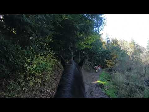 Me horseback riding at Stony lake stables 2021 / through the woods with Fall Color / time worp