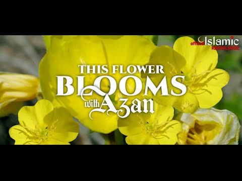 Azan flower - | This Flower Blooms With The Start of Azan (Adhan) @IslamicKnowledgeOfficial