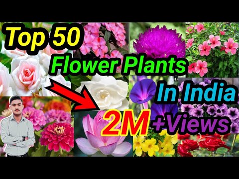 50 bast summer flowering plants in India ! top 50 flower Plants in India ! flower Plants for summer