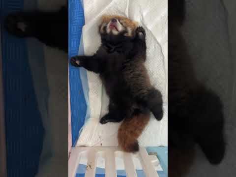 The third day of overtime, it's time for the baby to get up, red panda