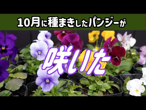 10月に種まきした花色混合のパンジーが咲いて 花色が判明（3月はじめ）