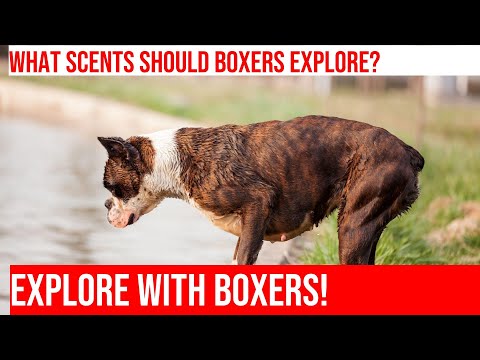 Socializing Your Boxer: Exploring New Scents & Sounds