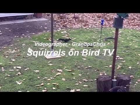 Squirrels on Bird TV