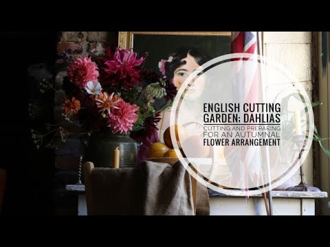 English Cutting Garden; Dahlias - how to cut and prepare dahlias for cut flower arrangements