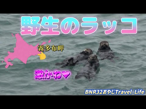 貴重な野生のラッコに会う為北海道の東、浜中町の霧多布岬に行ってきました