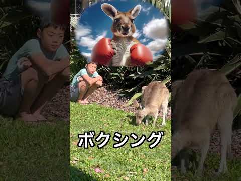 [親子で世界2周目]ゴールドコースト③野生のカンガルー探し