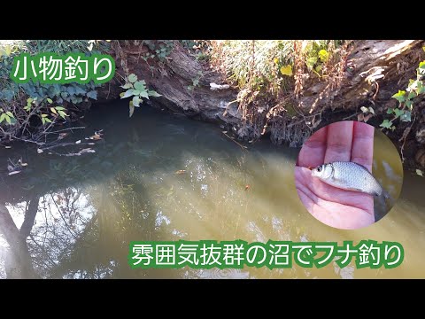 【Micro Fishing】雰囲気のいい沼でフナが連発