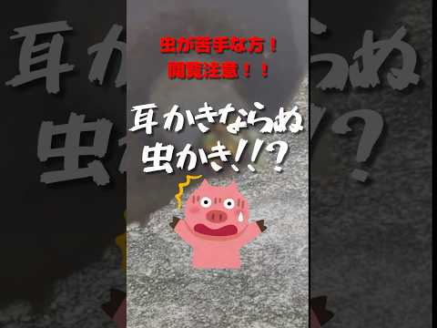 【衝撃映像】マフラーの穴から大量○○虫！！？？ #虫 #insects #虫捕り #イモムシ