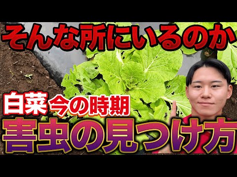 【細心の注意を払え】白菜が大きく育ってきたらこの害虫に気をつけてください。農薬ありなしでのやり方も説明してます