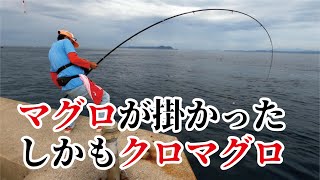 こんなことある！危険堤防でカゴ釣りしてたら【本マグロ】が釣れた