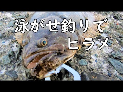 【泳がせ釣りとぶっこみ】堤防からヒラメ釣って食べる