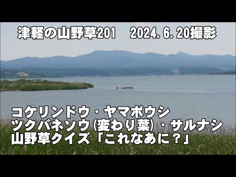 津軽の山野草201(ｺｹﾘﾝﾄﾞｳ、ﾔﾏﾎﾞｳｼ、ﾂｸﾊﾞﾈｿｳ(変わり葉)、ｻﾙﾅｼ、山野草ｸｲｽﾞ)