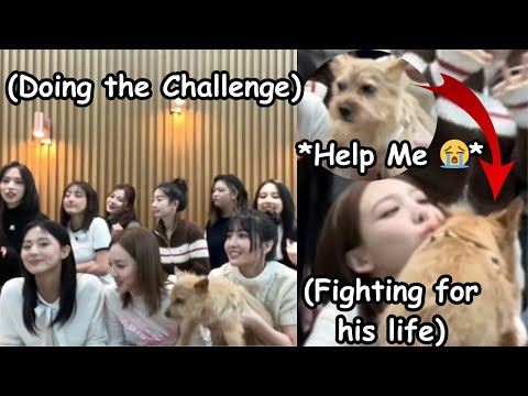 twice making boo’s (momo’s dog) life miserable, ft. behind the scene moments in I Go You M/V