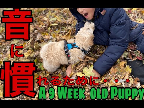 子犬が音に慣れるために/Puppy Tried to Get Used to New Sounds