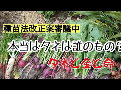 【種苗法改正審議中】本当はタネは誰のもの？