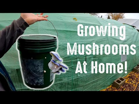 Growing Mushrooms In Straw In A 5 Gallon Bucket (Pinhead Initiation)