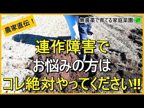 【土づくり】やるなら今！天地返しや寒起こしで病害虫を減らす方法【有機農家直伝！無農薬で育てる家庭菜園】　24/12/24