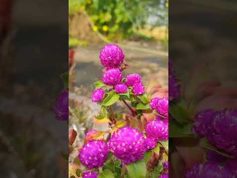 Beautiful gomphrena flowers #gomphrena #flowers #gardening #easygardeningtips