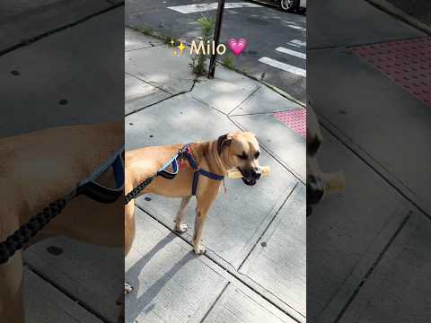 ✨Milo✨#dog #doglover #shortsfeed #shortvideo #cutedog #doglove #shorts #fyp #cute #viral #bmc #short