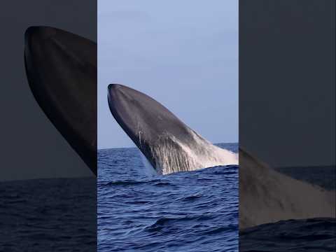 One of the only shots in the world of a Blue Whale BREACHING! #shorts #amazing