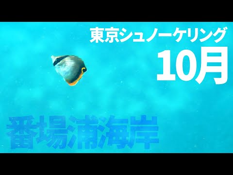 ＃２４番場浦海岸でシュノーケリング（2018年10月）【東京シュノーケリング】