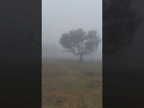 Fanal Forest, Madeira. With more fog and more cows! 😁