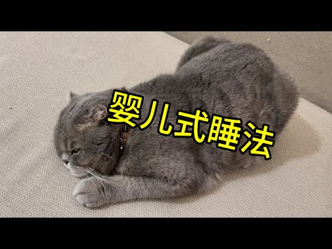 婴儿式睡法#我们的对话#软绵绵的小可爱#折耳猫#土耳其