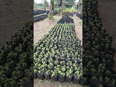 papaya germination #agribuzz #shorts