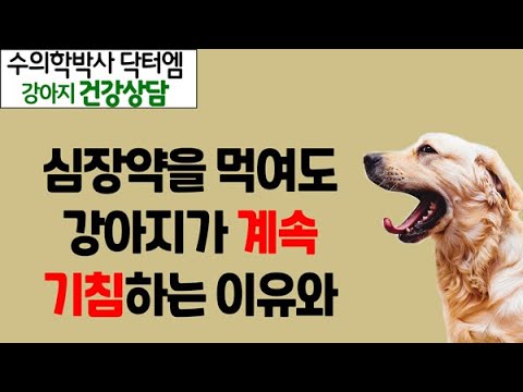 심장병 약 먹어도 계속 기침하는 강아지 어떻게 해야 할까요? - 수의학박사 닥터엠의 강아지 119