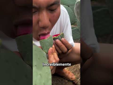 La mejor granja de cactus del mundo 👏